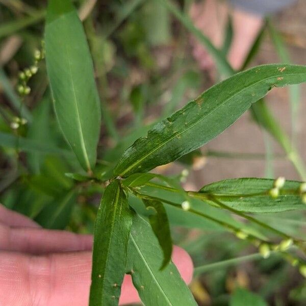 Persicaria hydropiper Feuille