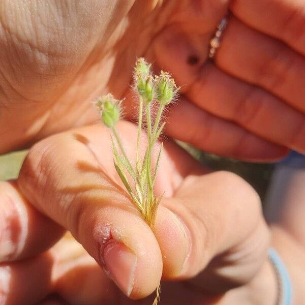 Plantago bellardii Virág