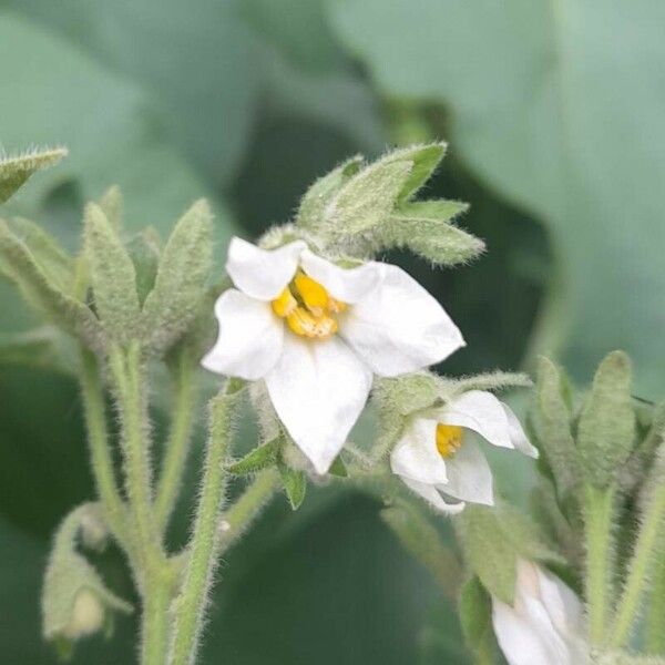 Solanum abutiloides Virág