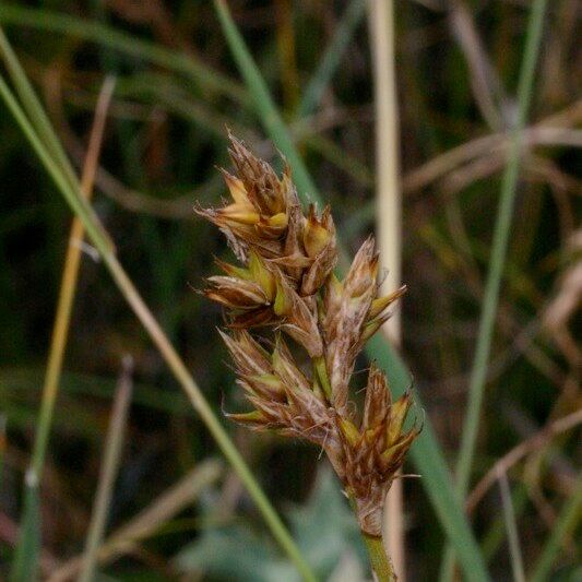 Carex colchica Fruct