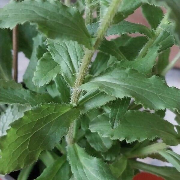 Campanula medium Blatt