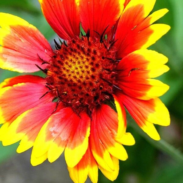 Gaillardia aristata Blodyn