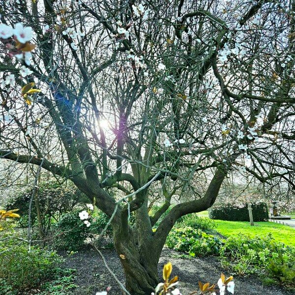 Prunus cerasifera Habitus