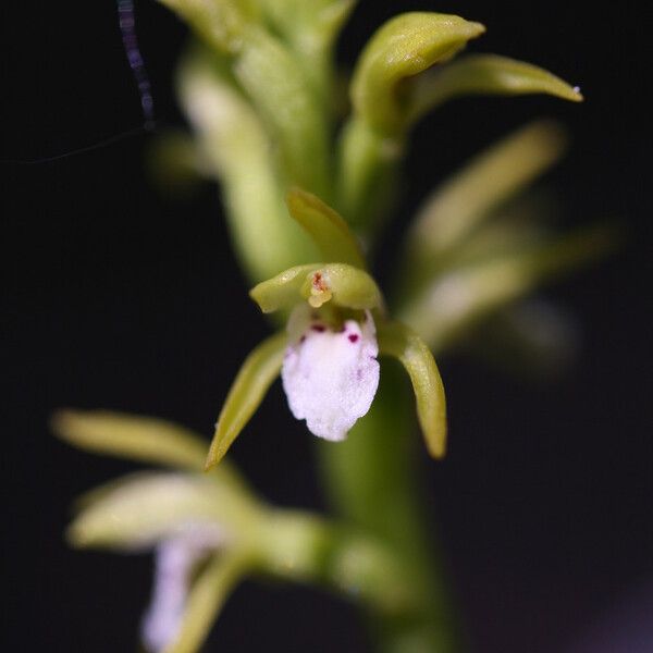 Corallorhiza trifida Çiçek