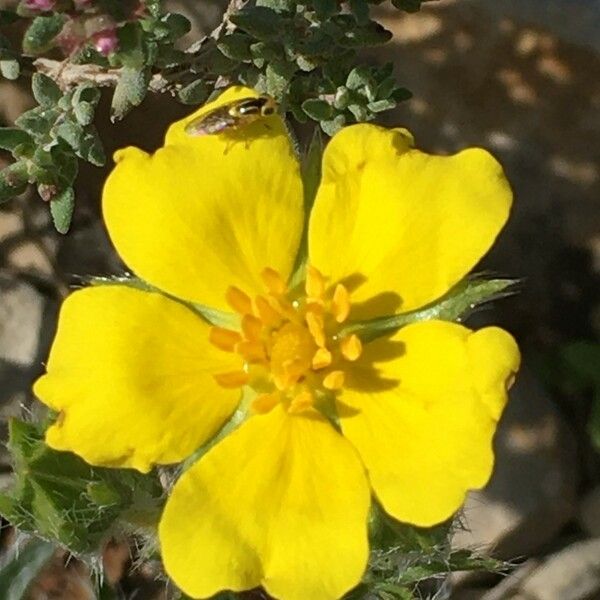 Potentilla hirta Кветка