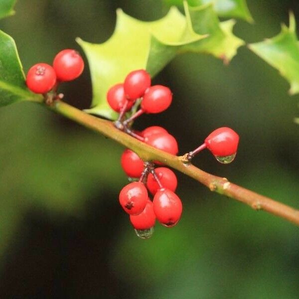 Ilex opaca Vaisius