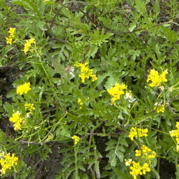 Rorippa palustris Flors