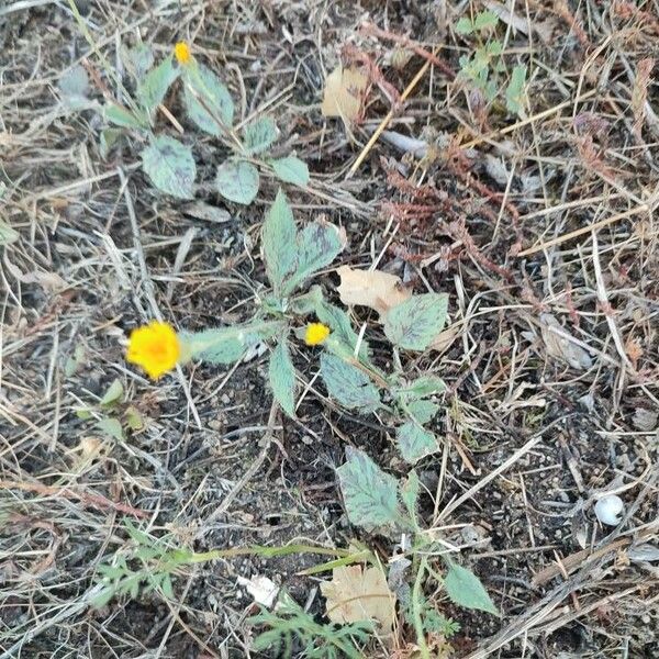 Hieracium gouanii Лист