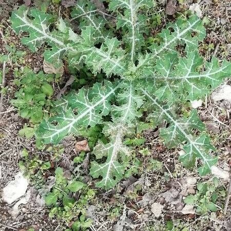 Argemone ochroleuca برگ