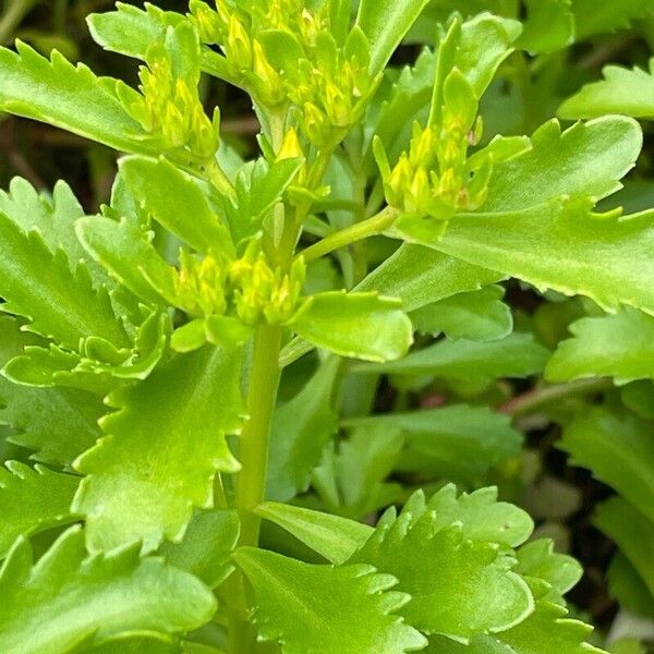 Sedum sarmentosum পাতা