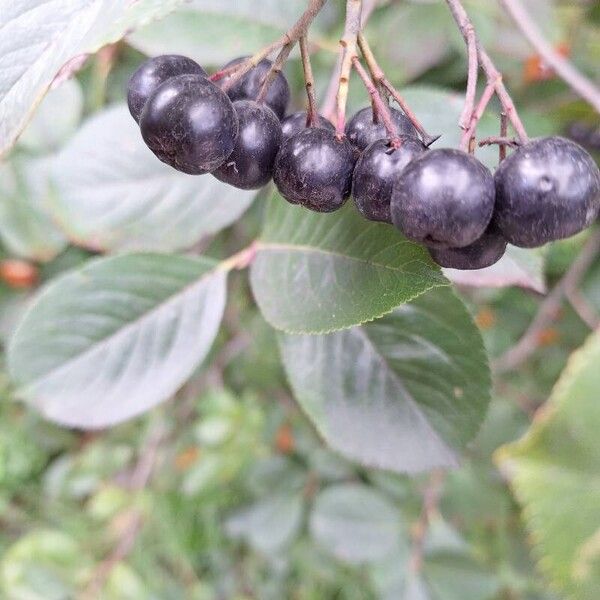 Aronia melanocarpa Froito