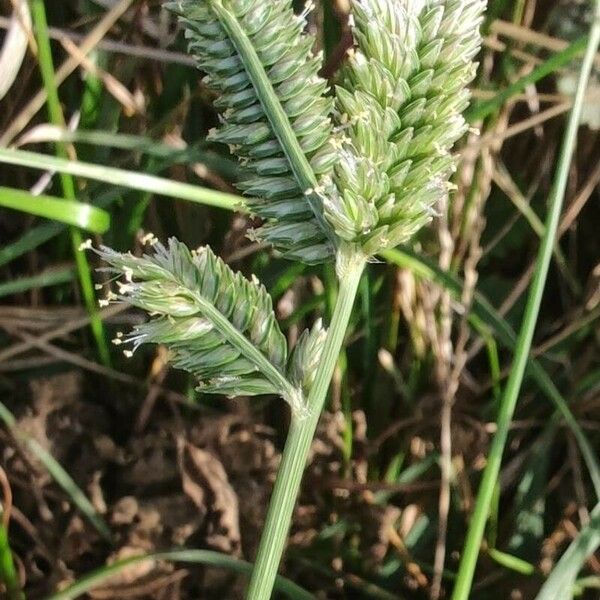 Eleusine tristachya Flower