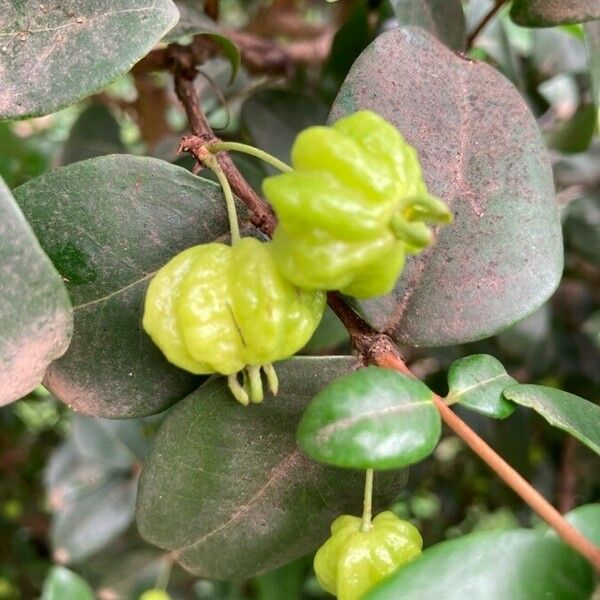 Eugenia uniflora Fruto