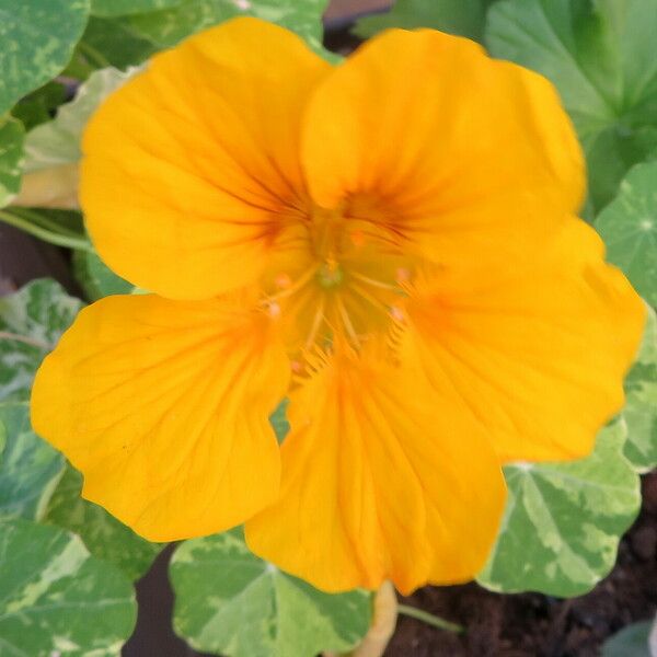 Tropaeolum majus Квітка