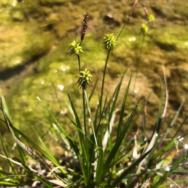 Carex oederi Hàbitat