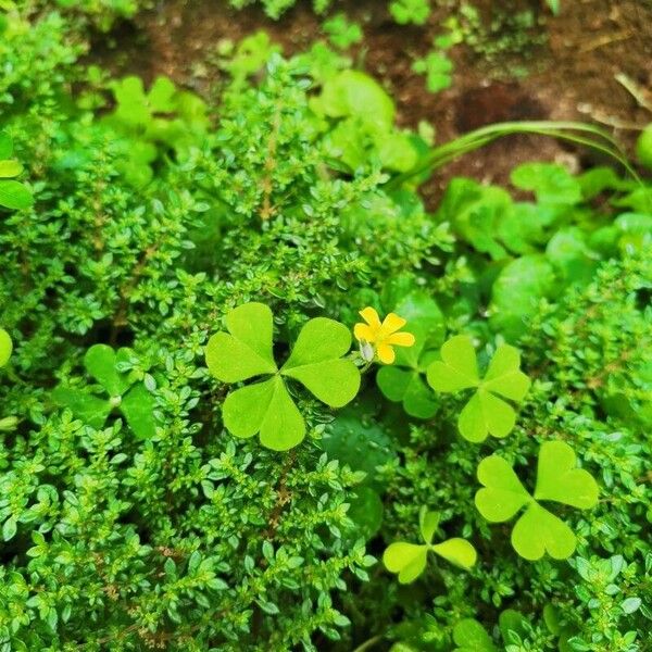 Oxalis stricta Floro