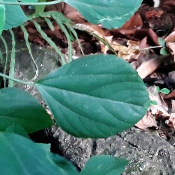 Acalypha indica Leaf