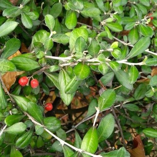 Ilex vomitoria Yaprak