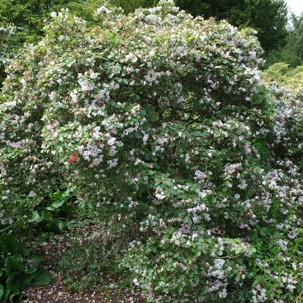 Rhododendron callimorphum Характер