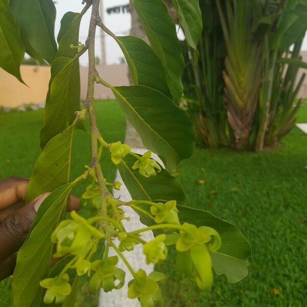 Cananga odorata Leaf