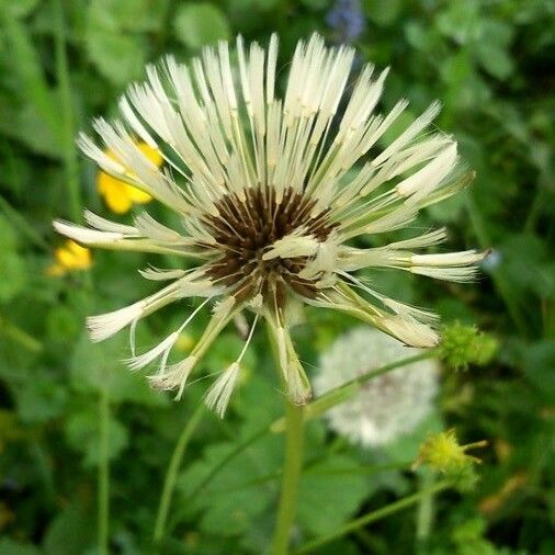 Taraxacum sect. Taraxacum Плод