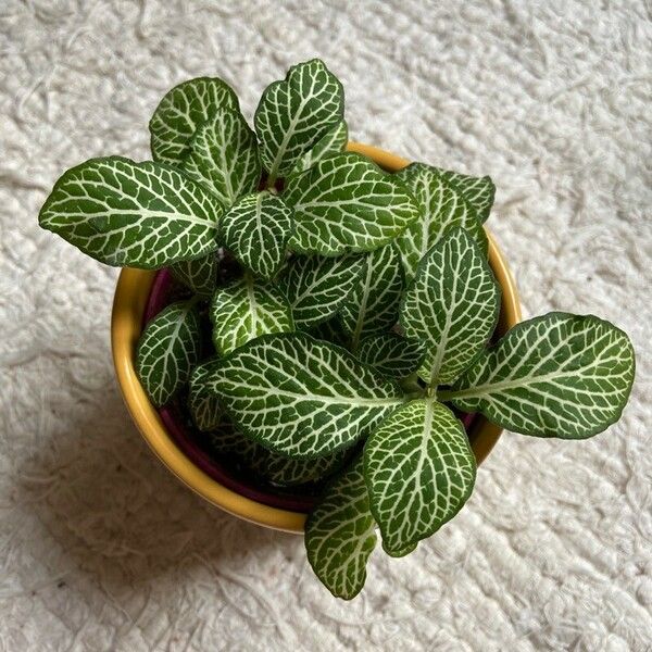 Fittonia albivenis Leaf