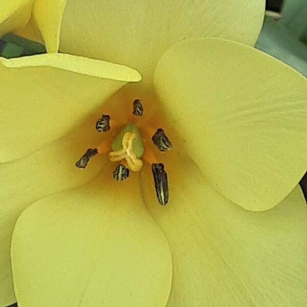 Tulipa clusiana Flower