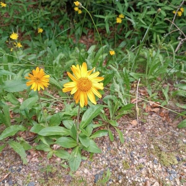 Arnica montana Vivejo