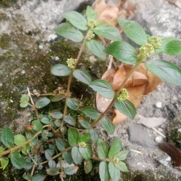 Euphorbia hirta Leaf