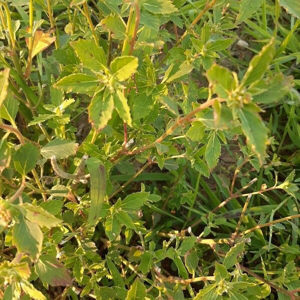 Euphorbia davidii Blad