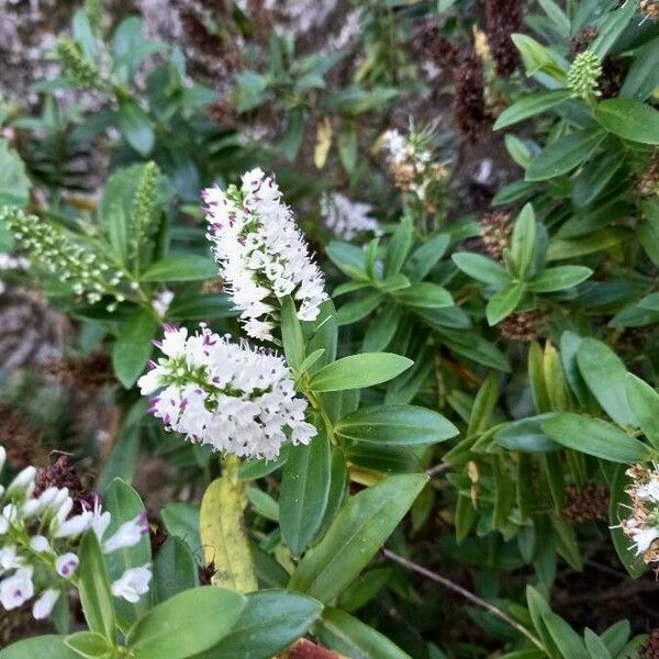 Veronica salicifolia Blomma