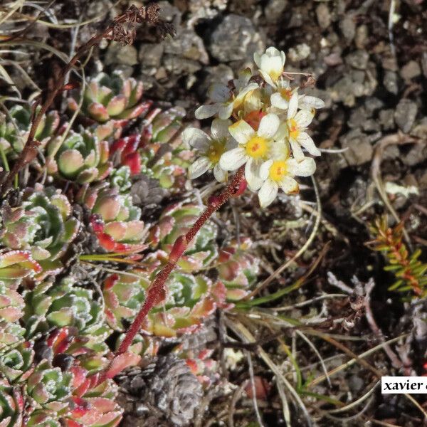 Saxifraga paniculata Flor