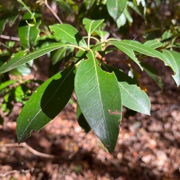 Kalmia latifolia Leaf