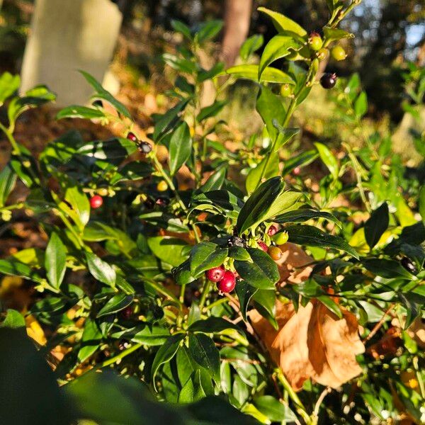 Sarcococca confusa Alkat (teljes növény)