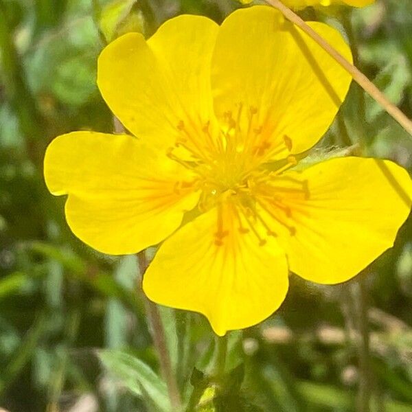 Potentilla grandiflora പുഷ്പം