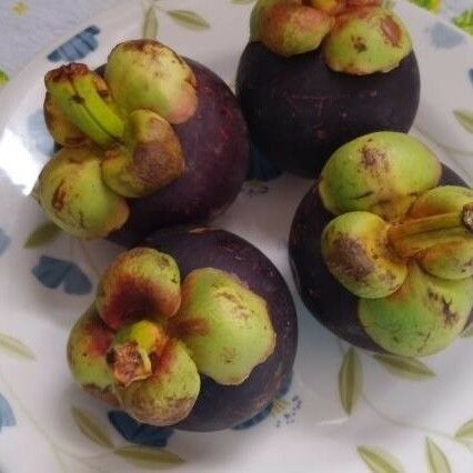 Garcinia mangostana Frucht