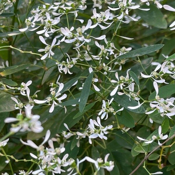 Euphorbia hypericifolia Virág