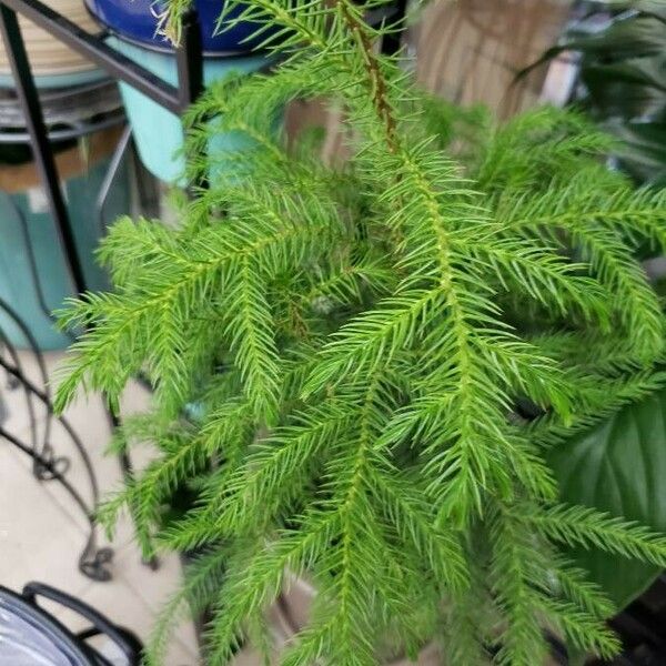 Cryptomeria japonica অভ্যাস