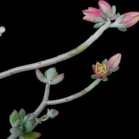 Echeveria macdougallii 樹皮