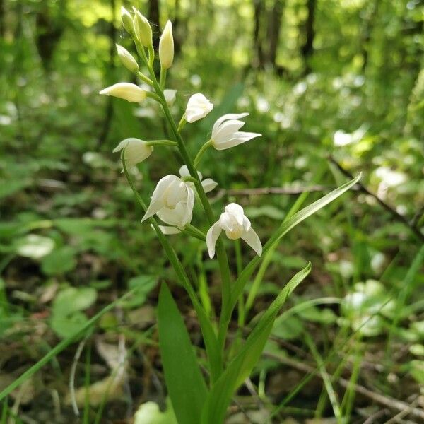 Cephalanthera longifolia 花