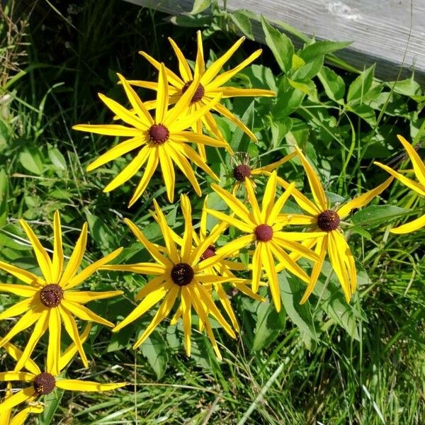 Rudbeckia subtomentosa പുഷ്പം