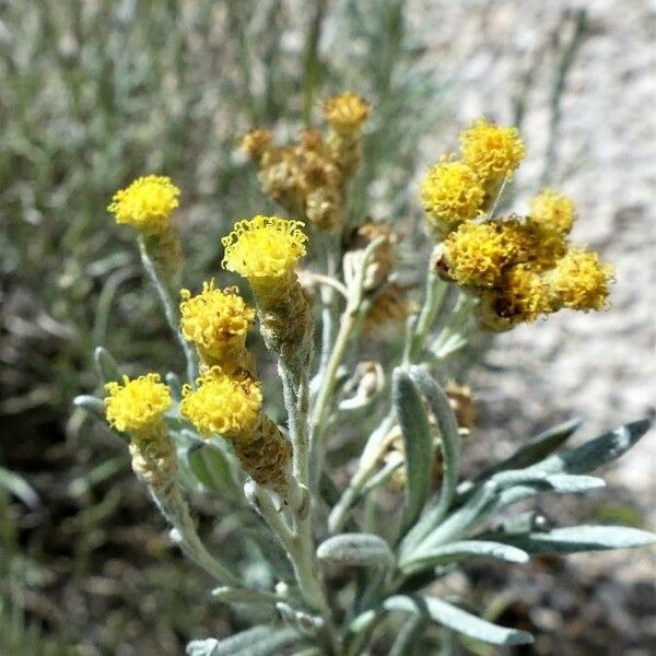 Helichrysum italicum Ліст