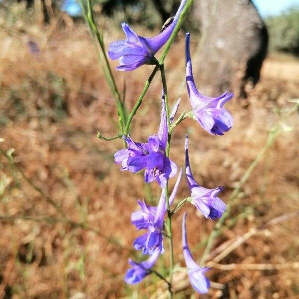 Delphinium gracile Cvet