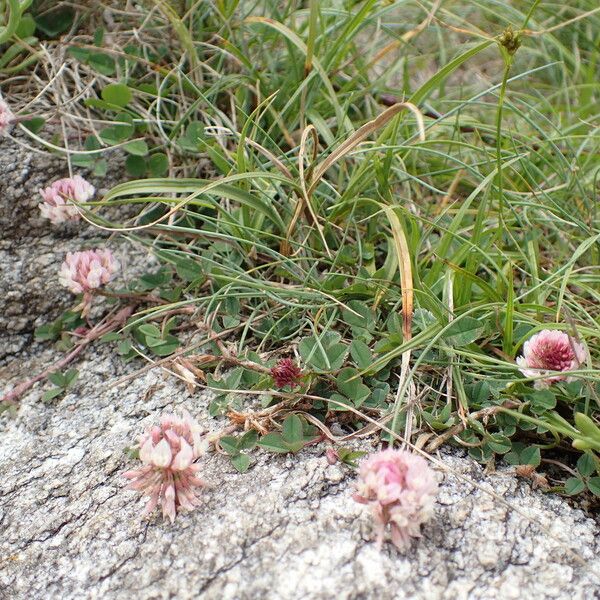 Trifolium occidentale Fiore