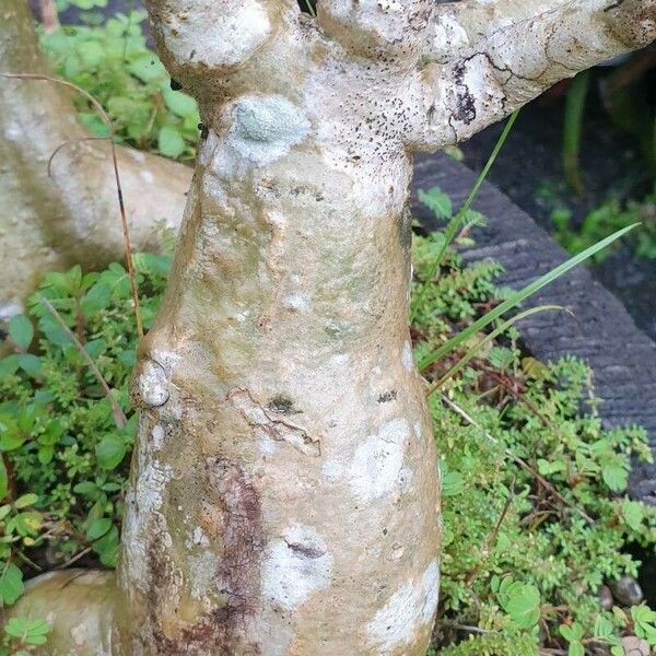 Adenium obesum Habitus