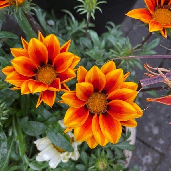 Gazania rigens Floare