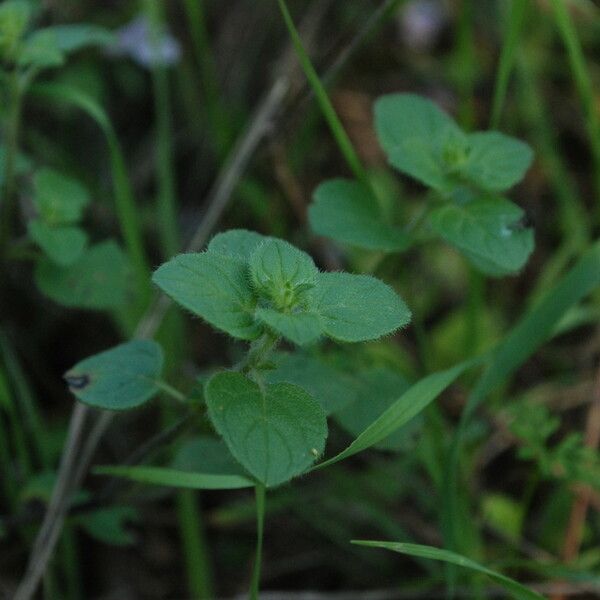 Clinopodium menthifolium पत्ता