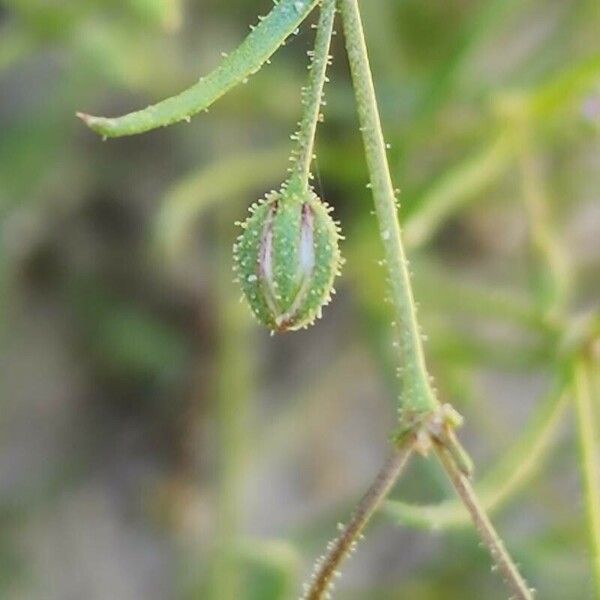 Spergularia diandra Fruchs