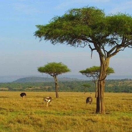 Acacia tortilis Buveinė