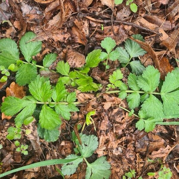 Geum aleppicum Лист